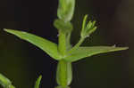 Branched hedgehyssop